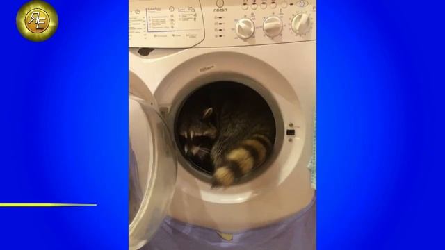 Как вести себя с Енотом? Как понять Енота? Зачем Еноту хвост, и кто вам стирает одежду. смотреть онлайн