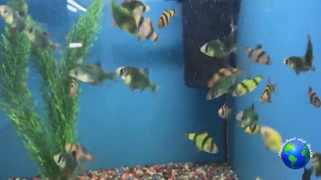 Барбус аквариумная рыбка: уход и содержание смотреть онлайн