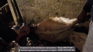 #Перосъемная насадка на дрель и шуруповерт щипаем индюка