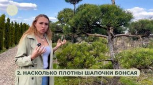 БОНСАЙ НА ВАШЕМ УЧАСТКЕ. ПРАВИЛА ПОДБОРА С АНТОНИНОЙ БОЛОТИНОЙ.