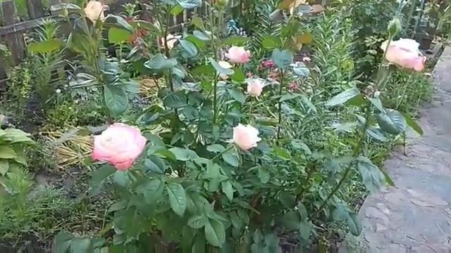 Мои розы сегодня. Полив вечер выходной.