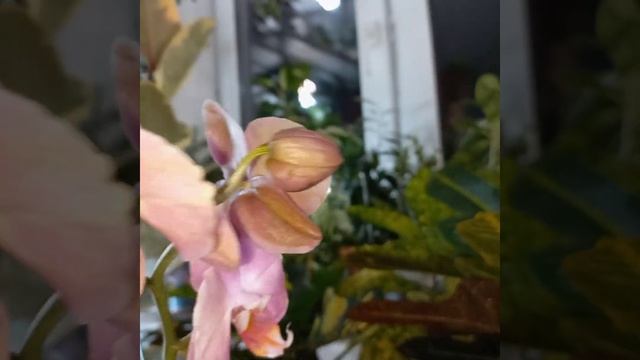 #shorts Мутант?Новая ОРХИДЕЯ из Леруа?Оранжевый с фиолетовым фаленопсис?Красивые цветы?Пелоризм смотреть онлайн