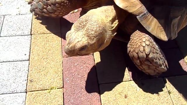 Огромные живые черепахи и я смотреть онлайн