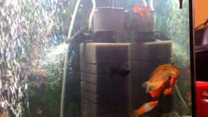 Моллинезия беременна?