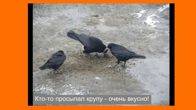 ГРАЧИ прилетели смотреть онлайн