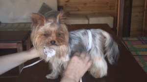 Как снять мерки с собаки. Полная версия на канале ''Дела домашние''.