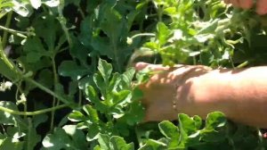 Дыни и Арбузы в Средней Полосе России 2021.