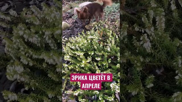 Эрика Старлет #garden #садсвоимируками