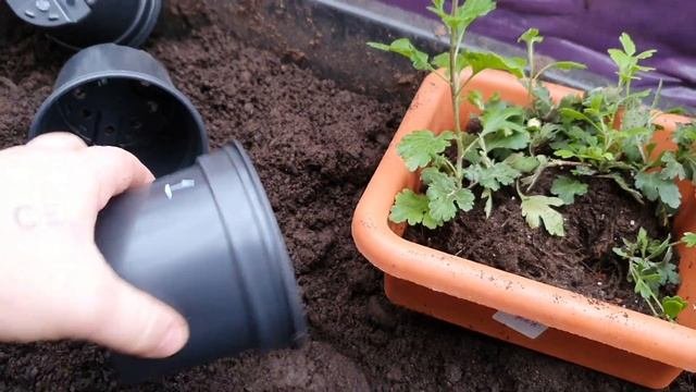 Попробовал укоренить Корейскую хризантему результат .