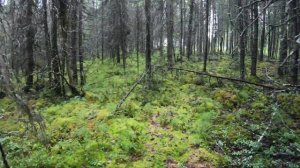 Белые Грибы в Штате Аляска Северная Америка Хороший Урожай \ Mushroom Hunting in Alaska King Bolete
