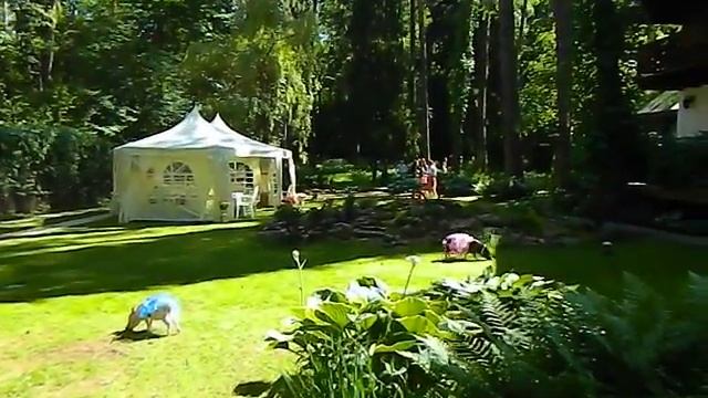 Мини пиг на праздник на свадьбу 8965380-13-11 Москва www.zooteatr.ru