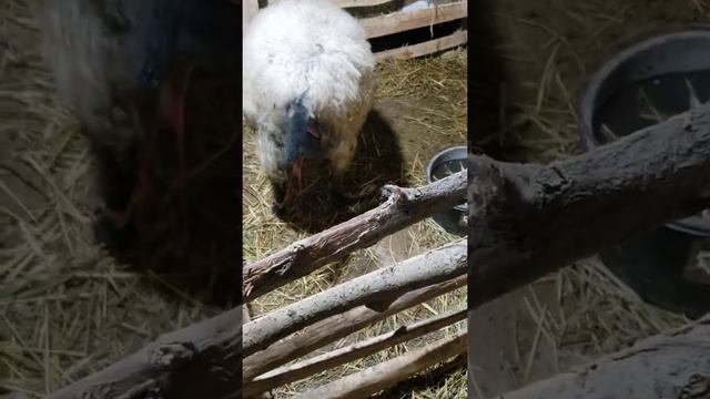 окот романовские овцы смотреть онлайн