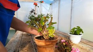 Подготовка герани к зиме, черенкование.