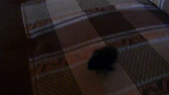 Феникс (Вороненок) смотреть онлайн