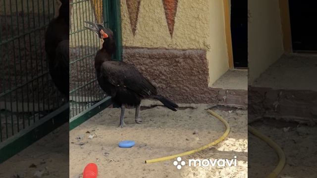 Казанский зооботсад «Река Замбезии»