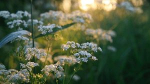 Звуки Природы Релакс. Летнее Солнечное Утро и Пение Птиц