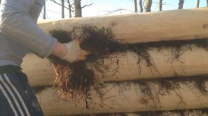 Межвенцовое утепление мхом