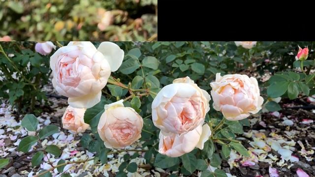 David Austin Rose Jude The Obscure смотреть онлайн