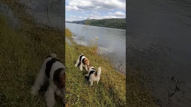 ФоксоБанда, как и всегда, делит палочку. ? Без этого, кажись, никак... ? смотреть онлайн