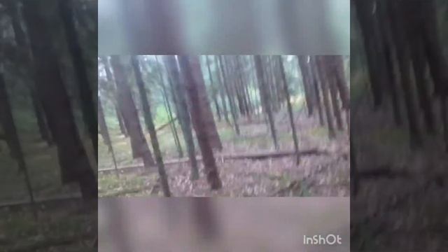 нашёл рога лося в грибах смотреть онлайн