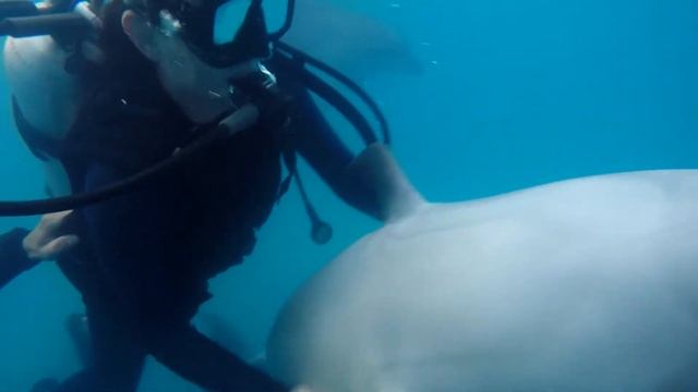 Дельфины, как и люди, любят объятия и ласку | Анна Саирам c дельфинами смотреть онлайн