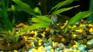 Нанакары, нерест молодой пары