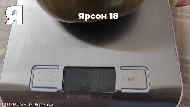 Томаты на букву Я. ПОЛНЫЙ ОБЗОР. ОТ А ДО Я