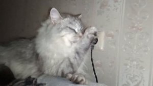 Как умывается кошка