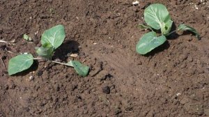 382. ЧТО НУЖНО КАПУСТЕ ЧЕРЕЗ 2 НЕДЕЛИ