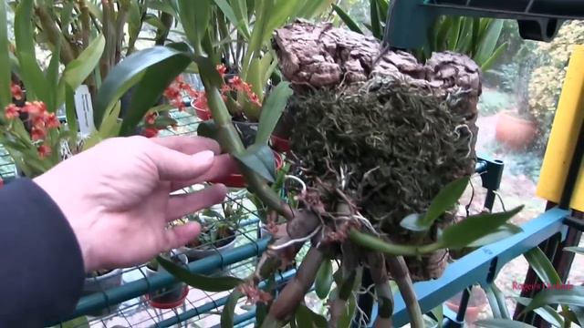 My Sunday Morning Chat - All About Seasons смотреть онлайн