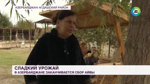 Сладкий урожай: в Азербайджане заканчивается сбор айвы