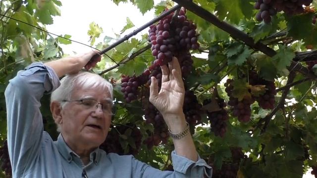 Сорт винограда ПГ-12 (Памяти Голодриги, он же Шоколадный) смотреть онлайн