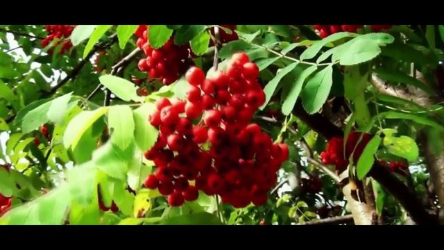 Татьяна Городкова. "ОСЕНЬ".mp4