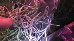 Перебрала и разделила Тилландсию уснеевидную....????