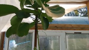 Лучший лимон - Пандероза.