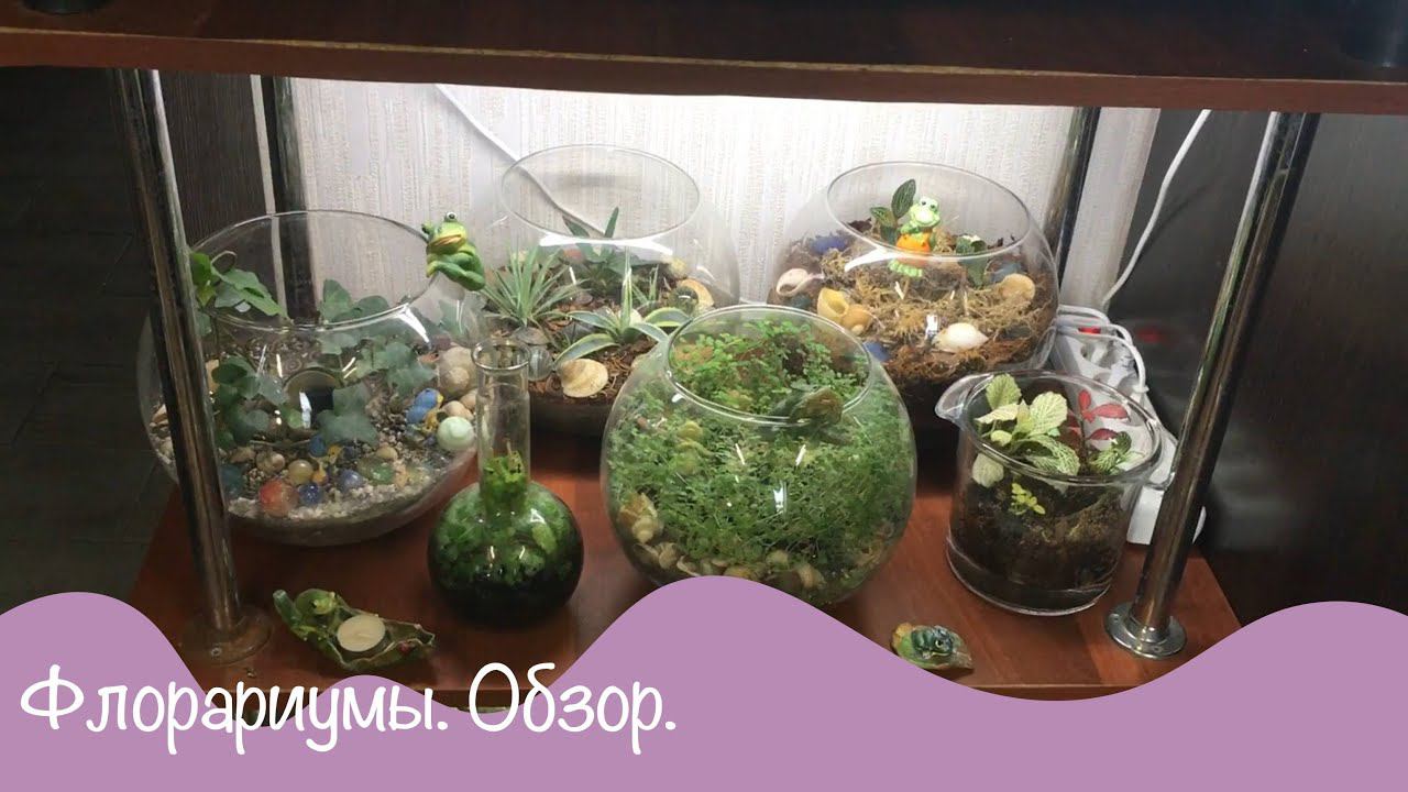 Цветы.Флорариум. Обзор. Цветочные композиции в стекле.