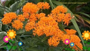 Ваточник. Краткий обзор: Ваточник описание характеристик, где купить asclepias fruticosa