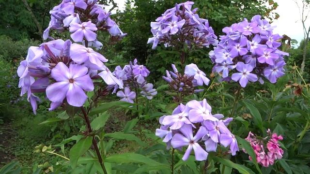 Флокс метельчатый .Незабываемый Вечер’ (Phlox paniculata ‘Nezabyvaemyj Vecher’)- Репрев Ю.А.