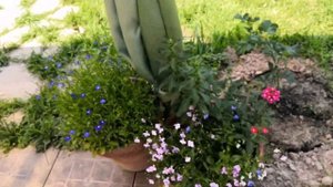 Розы утро и вечер. Априкола, Клэр маршал, крем абунданс, юбилей принца монако, рапсоди ин блю