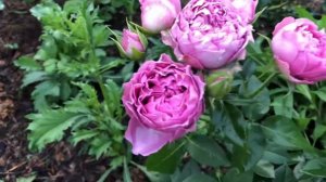 Сочетание розы Клод Брассер и Мисти Бабблс