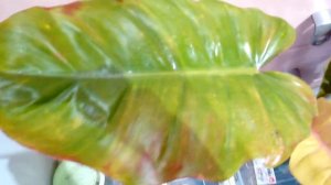 филодендрон Пин Тонг гибрид