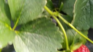 Прайз (приз)клубника НСД