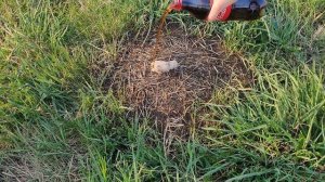 КОКА КОЛА ПРОТИВ МУРАВЬЕВ! COCA-COLA УНИЧТОЖИЛА ВСЕХ МУРАВЬЕВ | РЕАЛЬНЫЙ РЕЗУЛЬТАТ! ЛУЧШЕЕ СРЕДСТВО