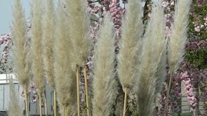 Cortaderia selloana Pumila