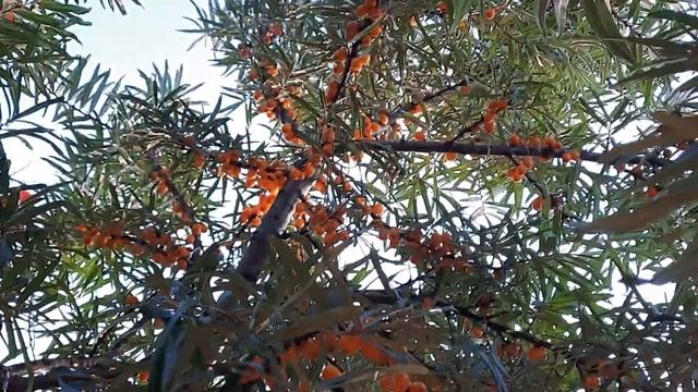 Облепиха из черенка. 24.08.2022 смотреть онлайн