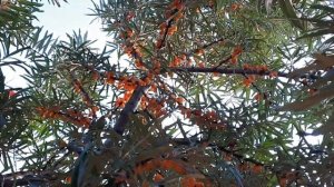 Облепиха из черенка. 24.08.2022