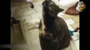 Приколы с кошками - веселые будни