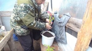 Размножение Ивы КУДРЯВОЙ (МАТСУДАНА)!Ивы ПЛАКУЧЕЙ белой и ВЕРБЫ черенками!
