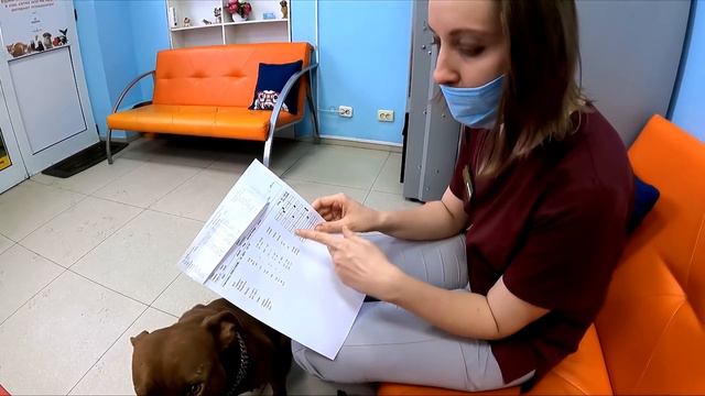 Кияре снова плохо. На приеме у ветврача а Майкопе. Питбуль и такса конфликт.