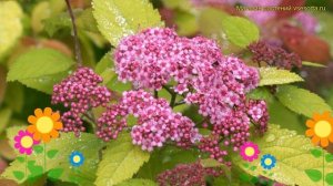 Спирея густоцветковая Дабл Плэй Биг Банг. Краткий обзор spiraea densiflora Double Play Big Bang
